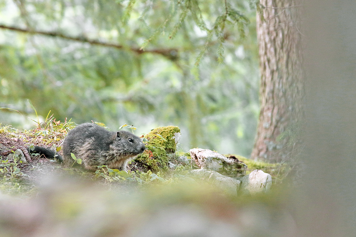 marmottes jura