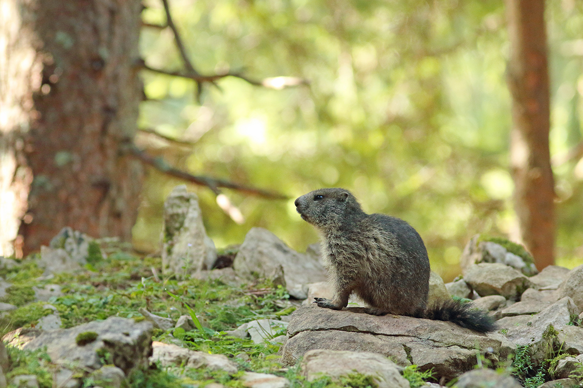 marmottes jura