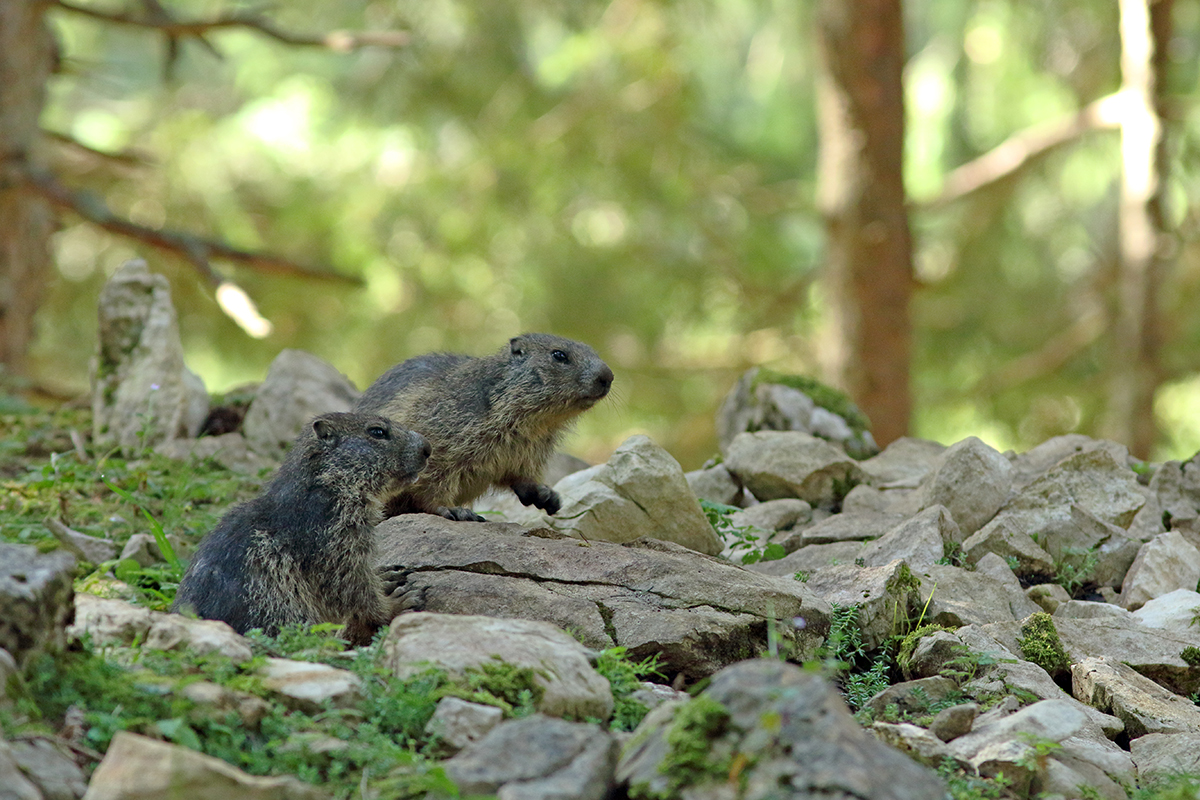 marmottes jura