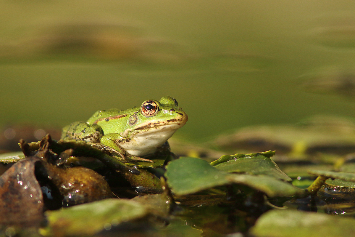 grenouille verte