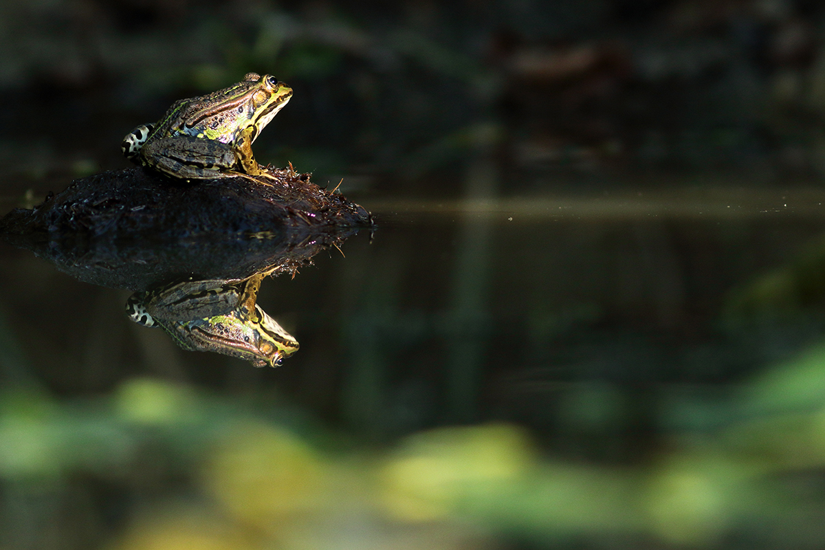 grenouille verte