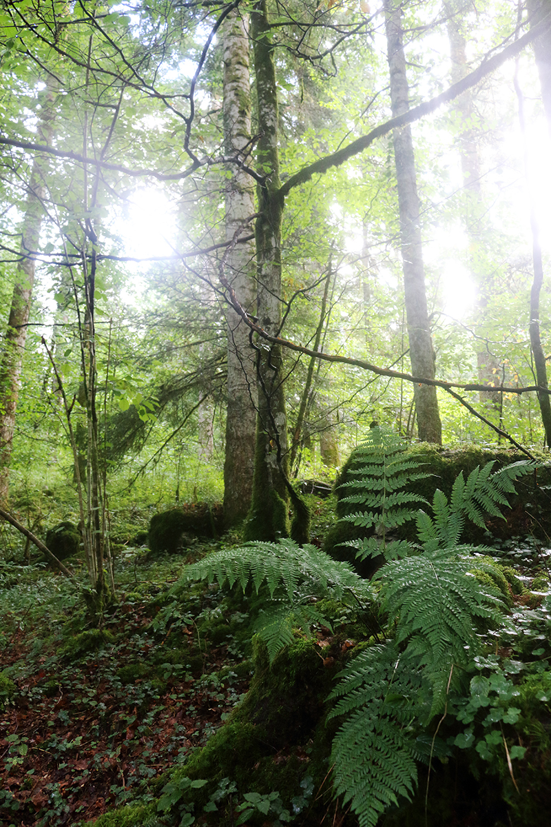 Forêt septembre jura