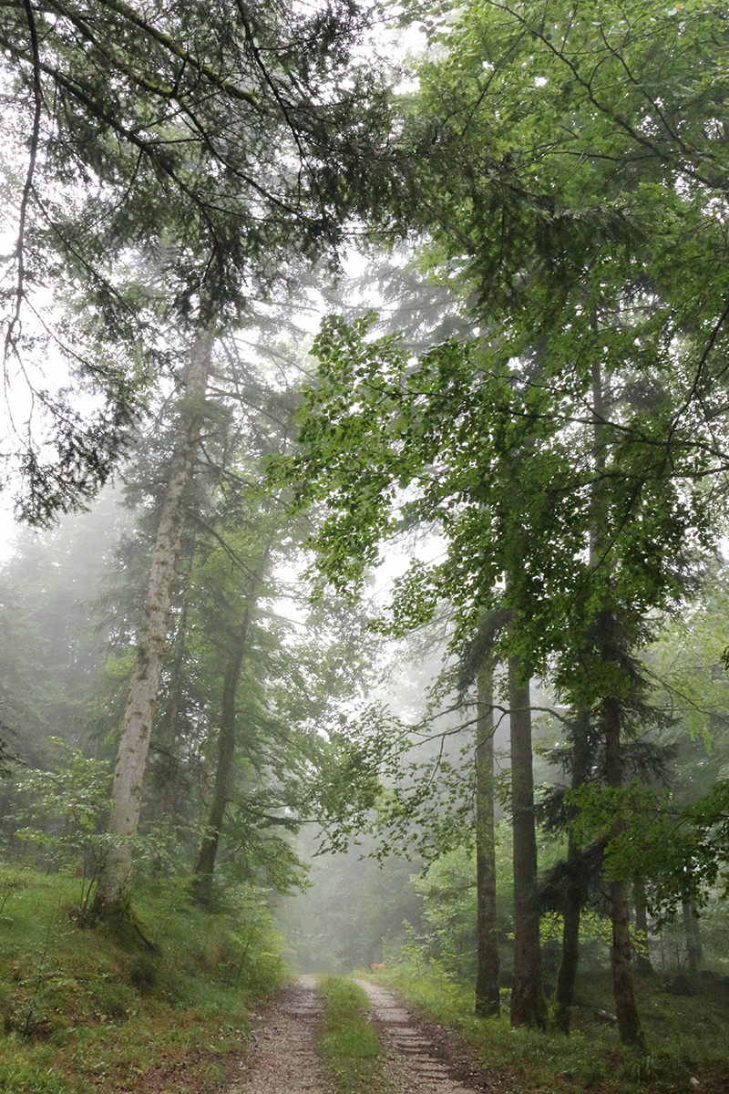 Forêt septembre jura