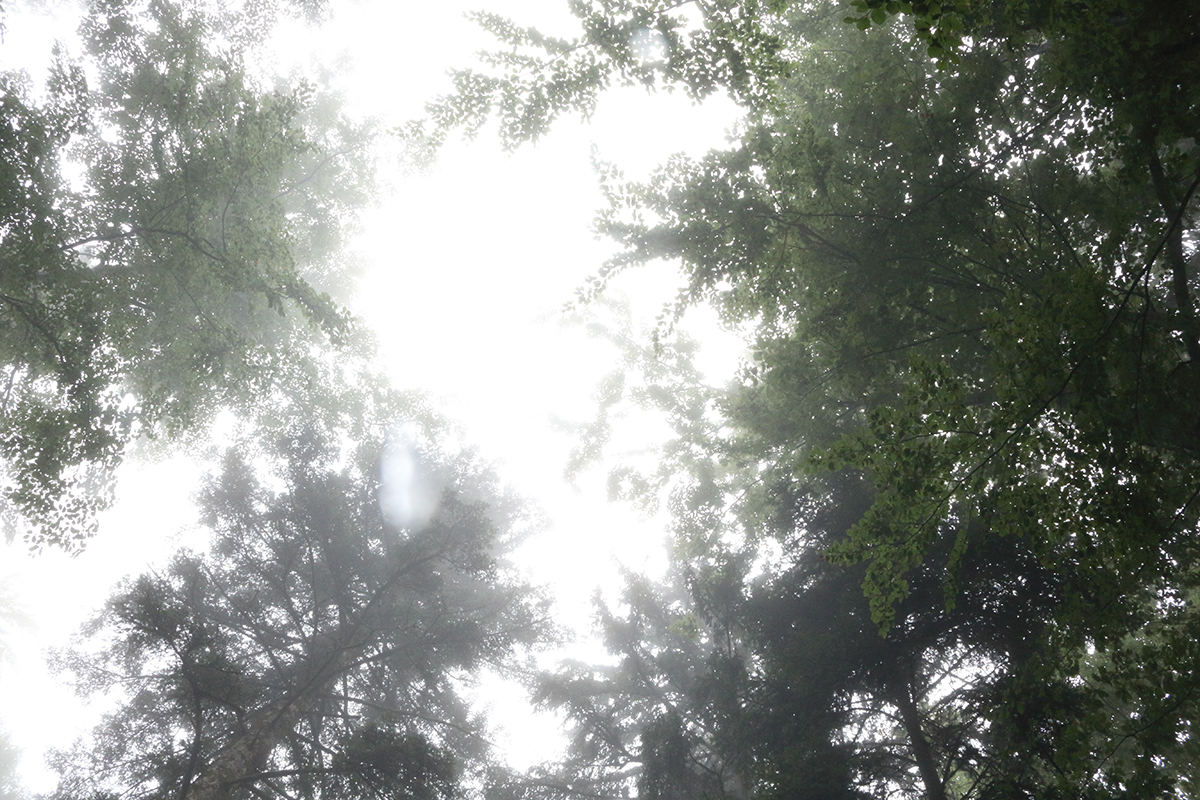 Forêt septembre jura