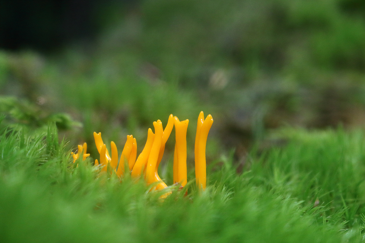 Forêt septembre jura