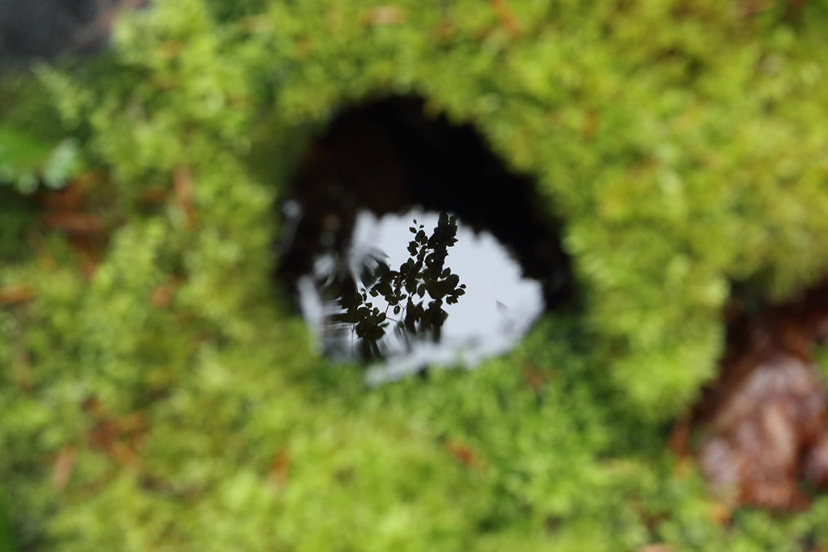 Forêt septembre jura