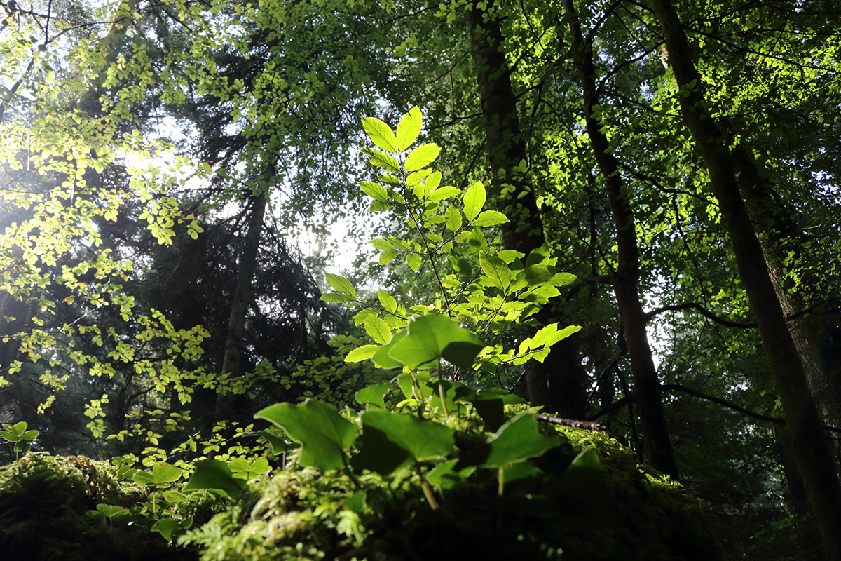 Forêt septembre jura