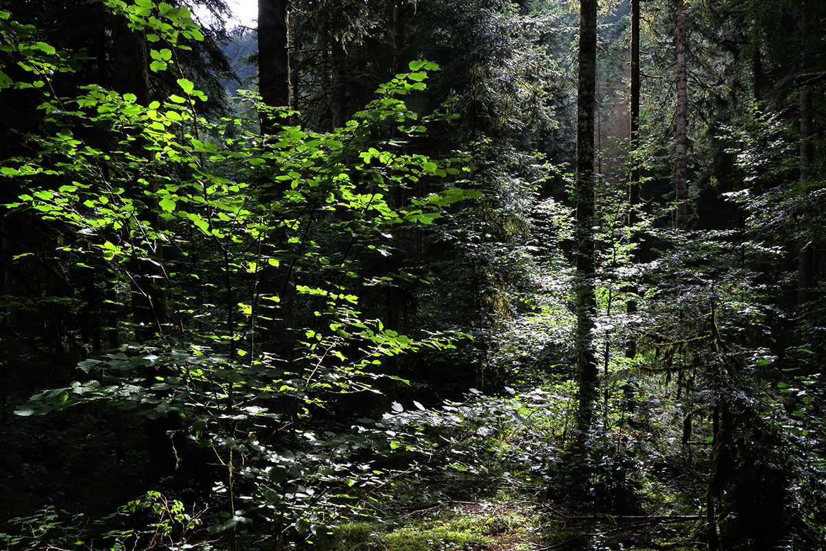 Forêt septembre jura