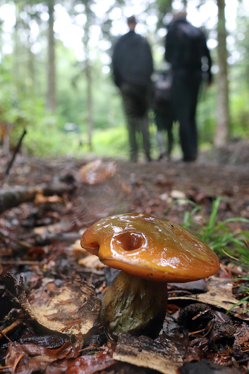 Forêt septembre jura