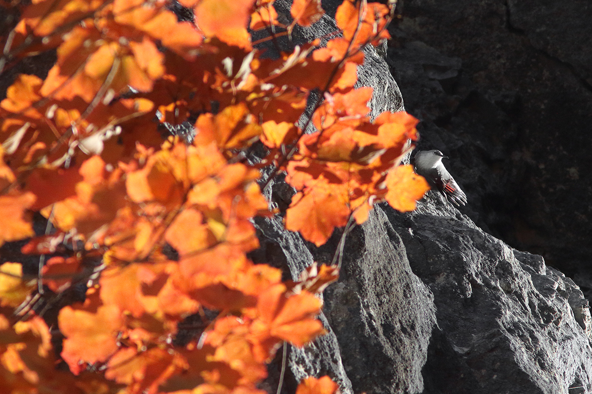 tichodrome automne couleurs jura