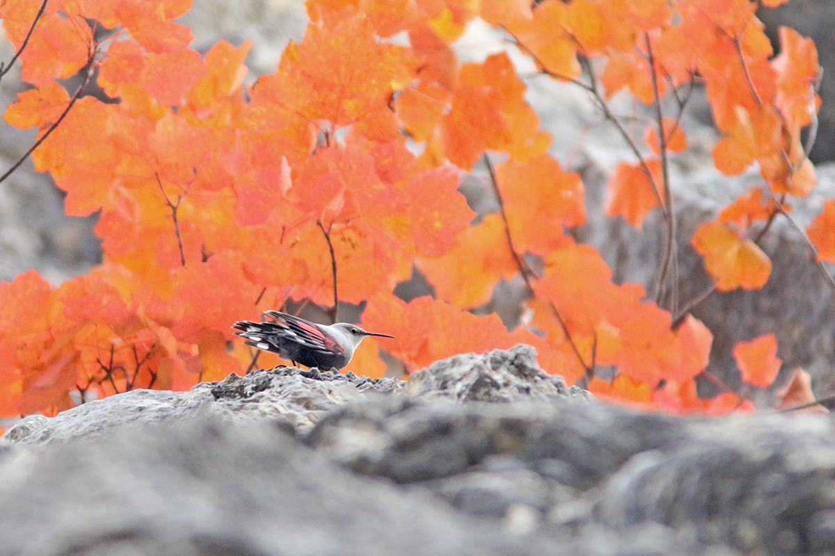 tichodrome automne couleurs jura