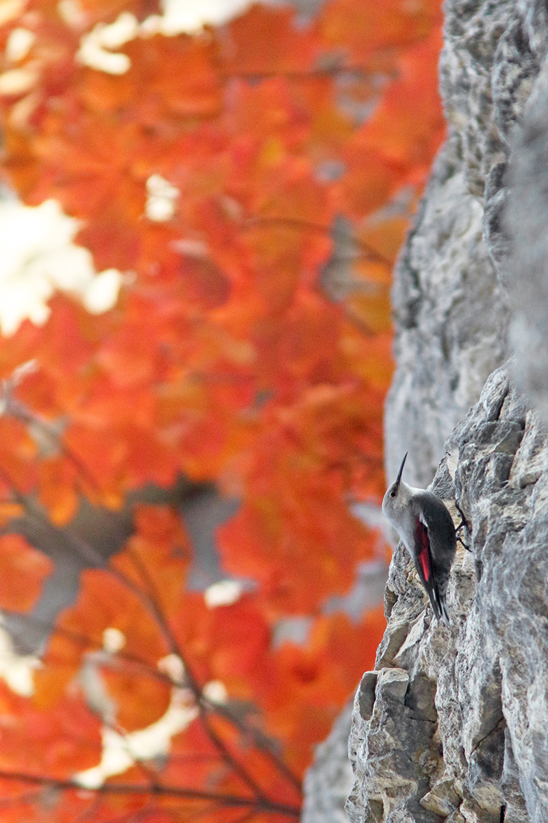 tichodrome automne couleurs jura