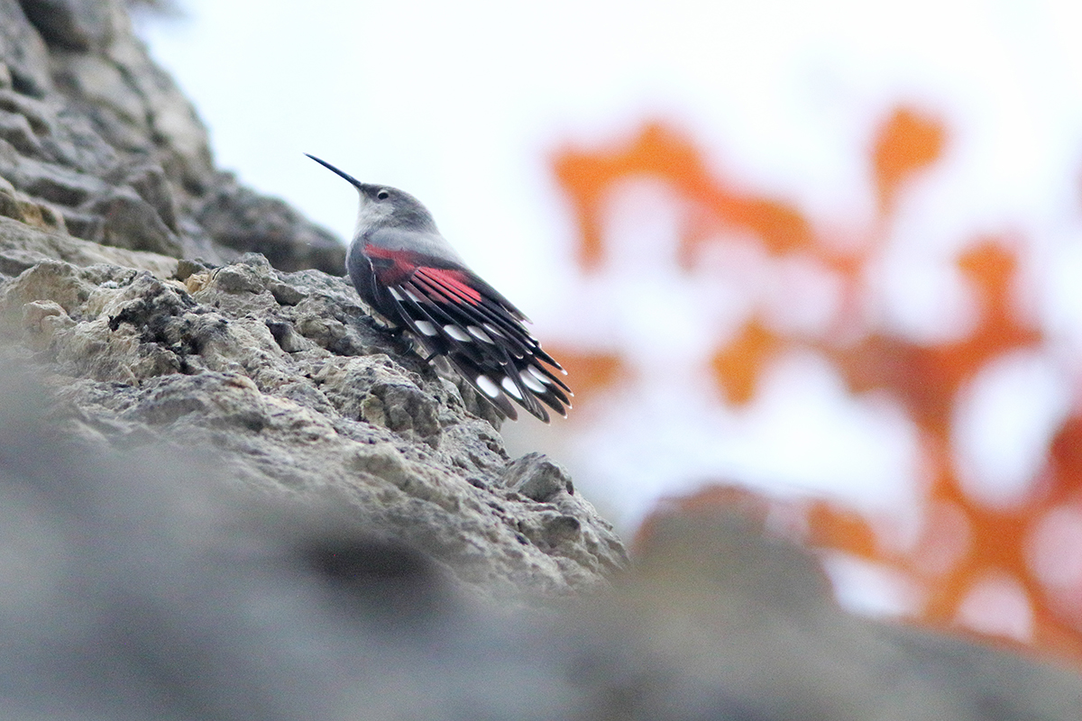 tichodrome automne couleurs jura