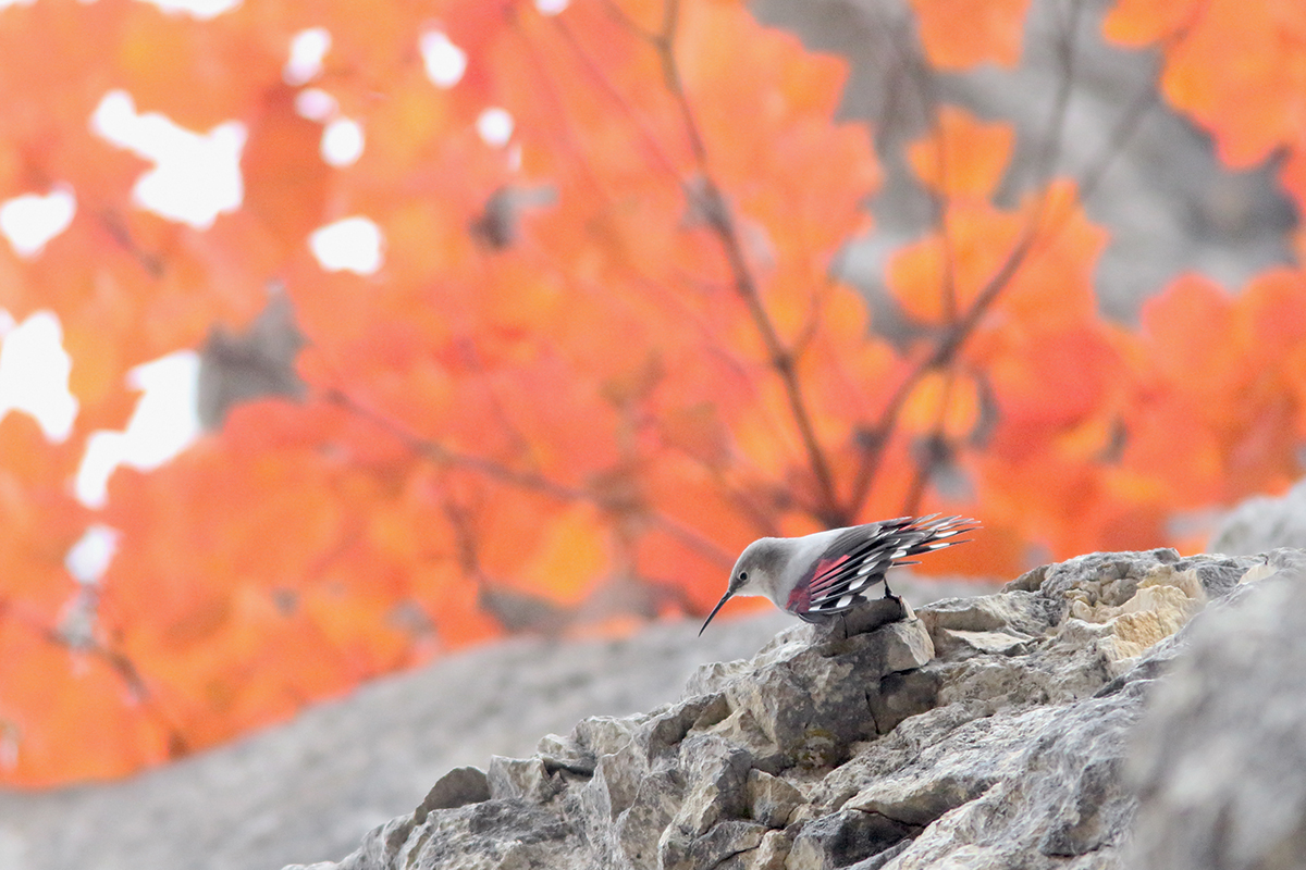 tichodrome automne couleurs jura