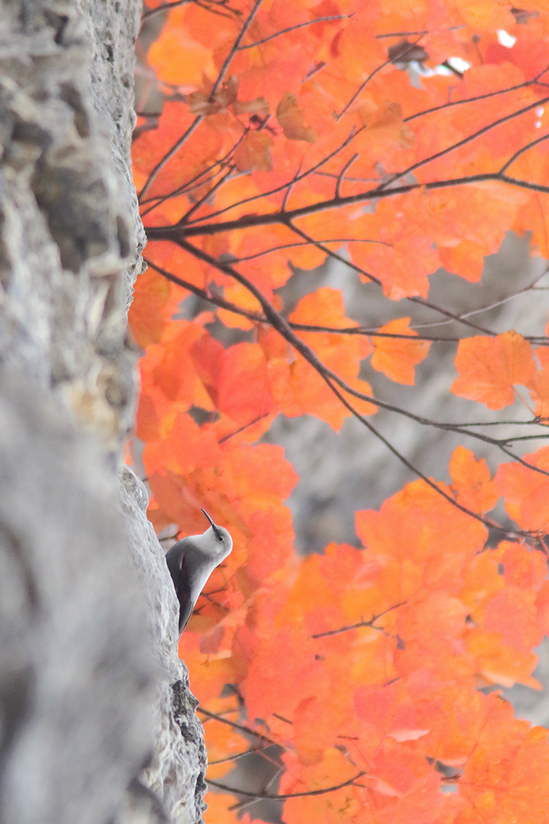 tichodrome automne couleurs jura