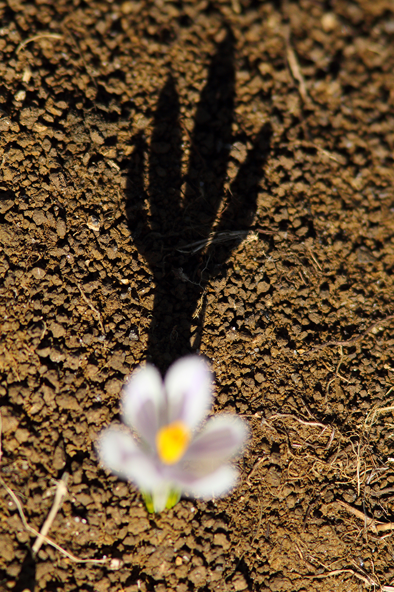 crocus jura