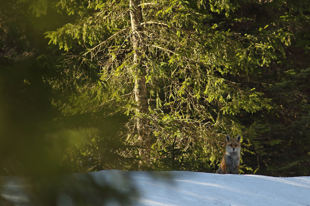 renard foret