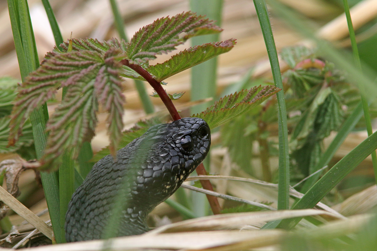 vipère péliade tourbière printemps