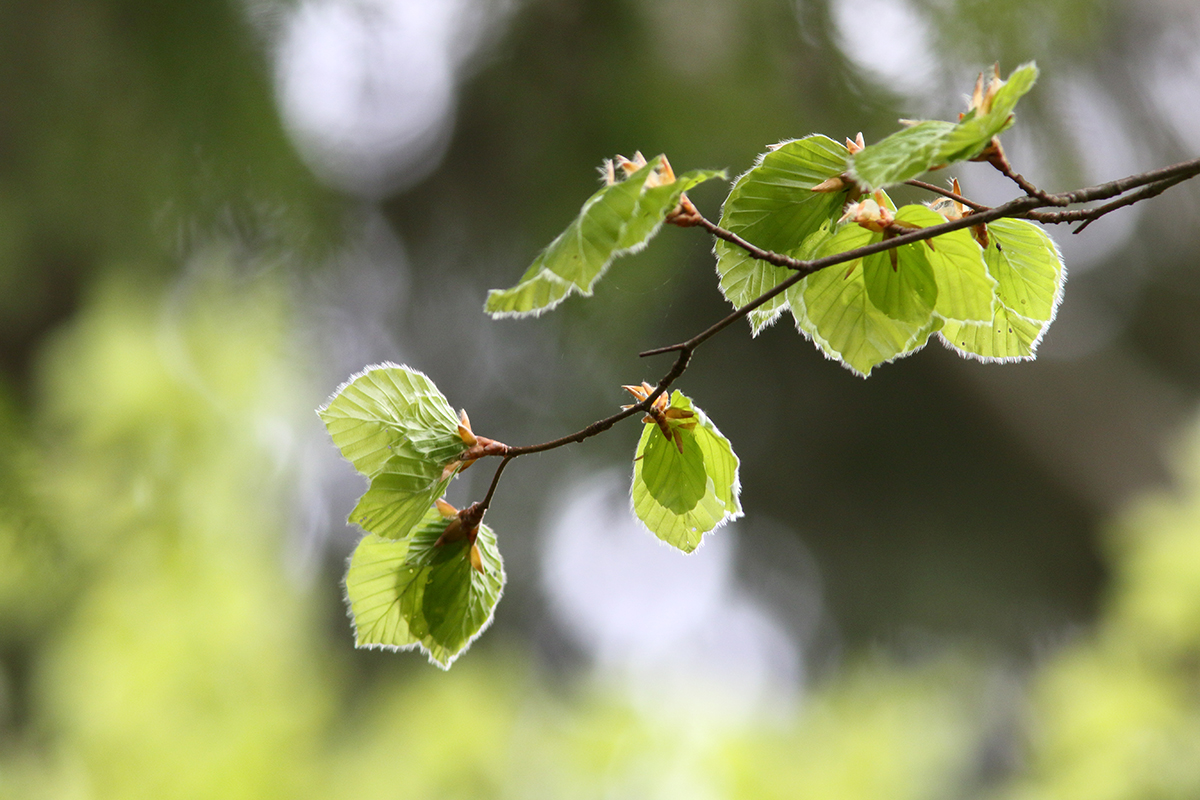 réveil de printemps