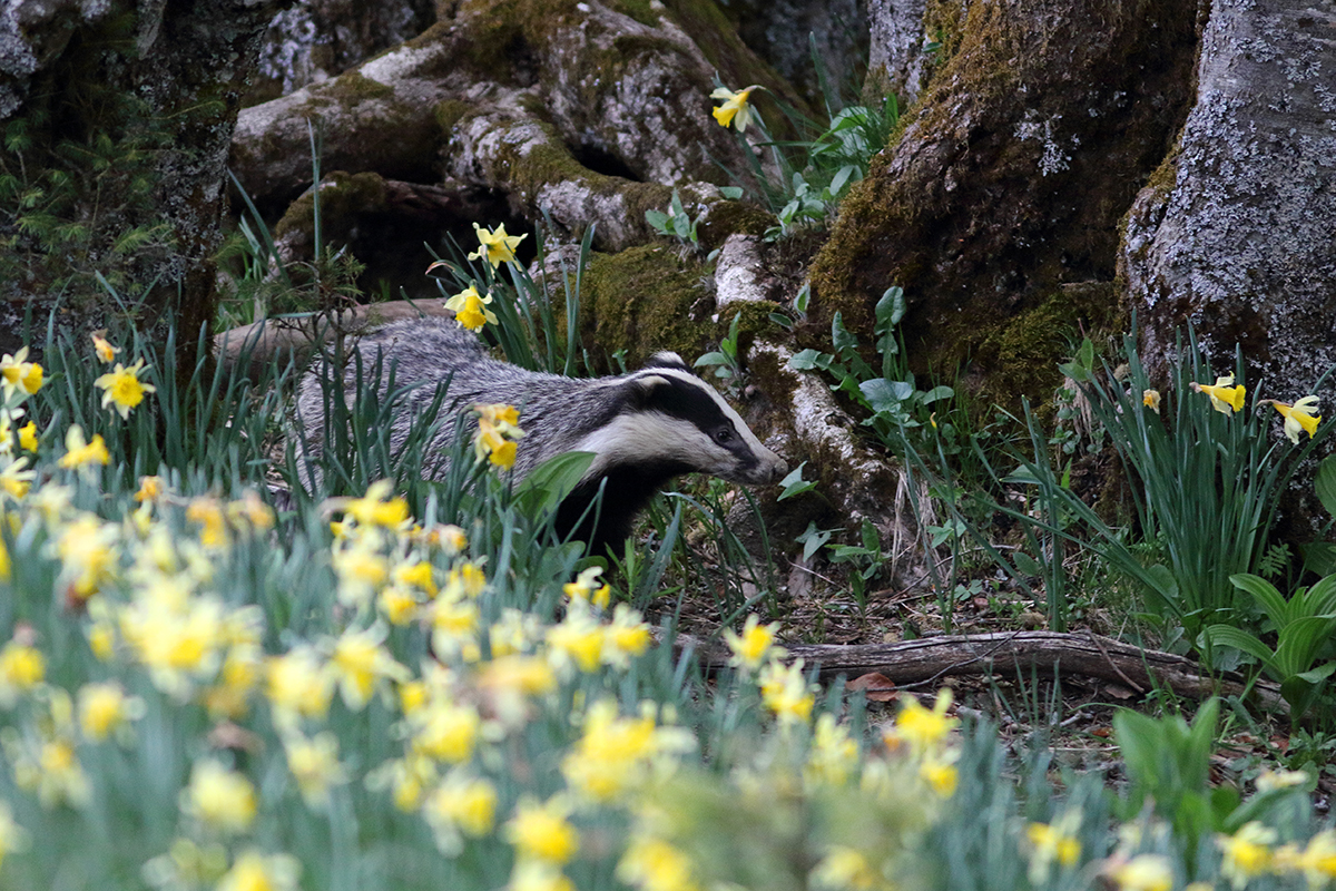 blaireaux jonquilles printemps jura