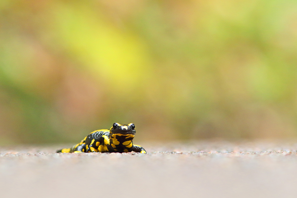 salamandre tachetée traversée route