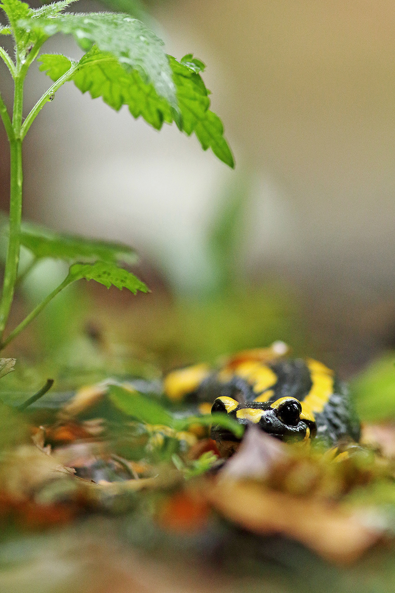 salamandre tachetée traversée route