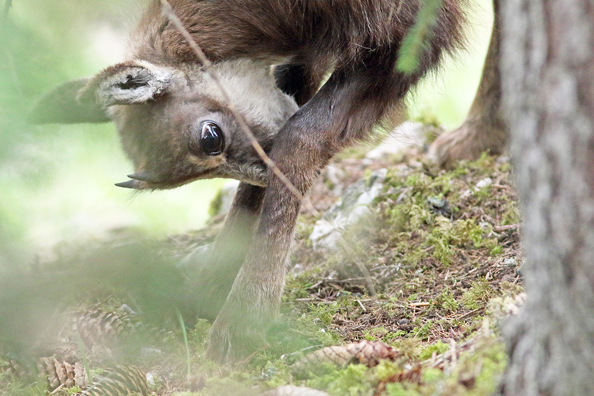 chamois jura arbez julien