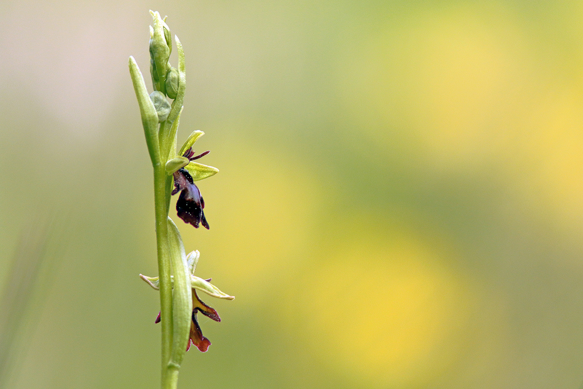 ophrys mouche