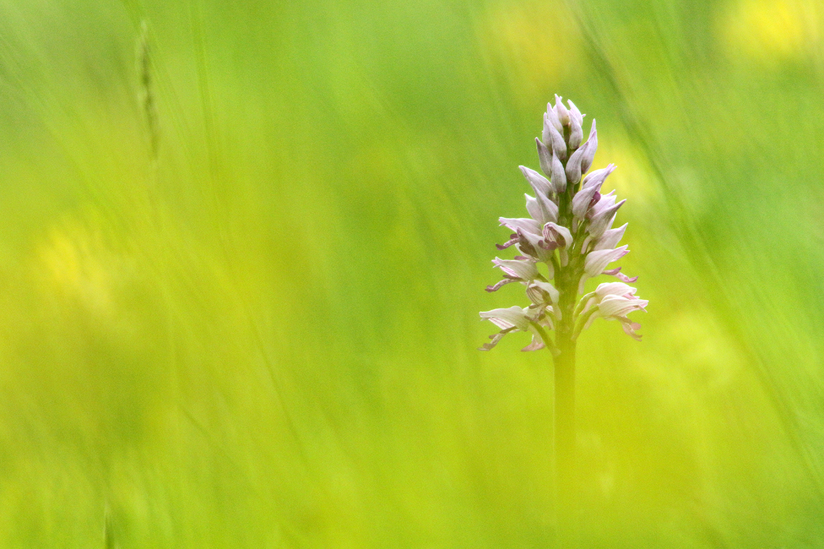 orchis militaire jura