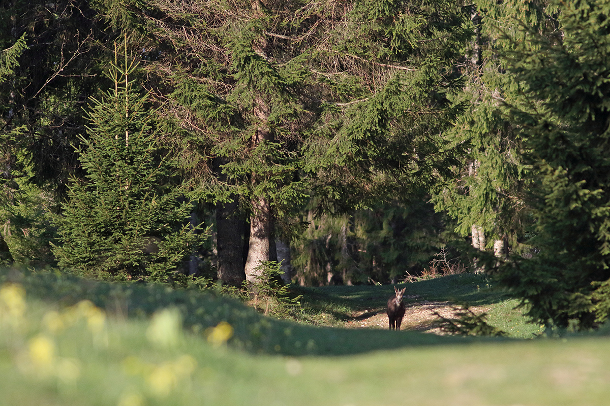 chamois jura arbez julien