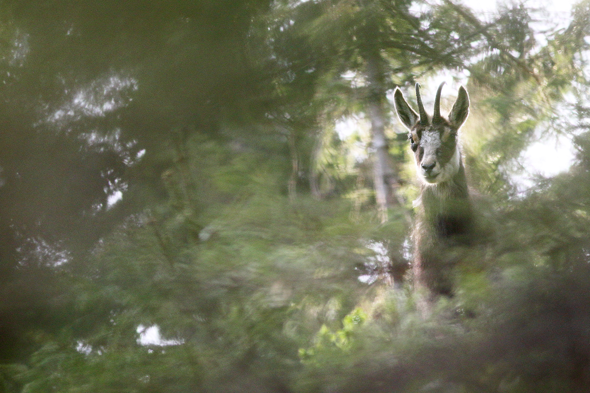 chamois jura arbez julien