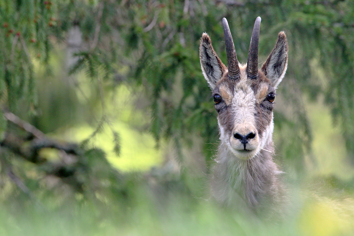 chamois jura arbez julien