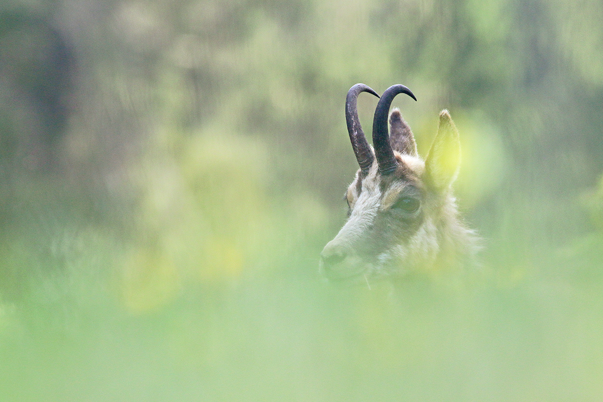 chamois jura arbez julien