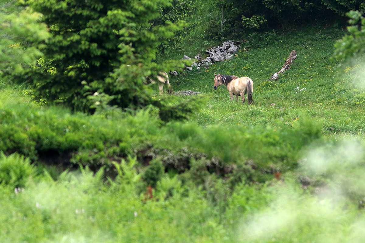 cheval jura