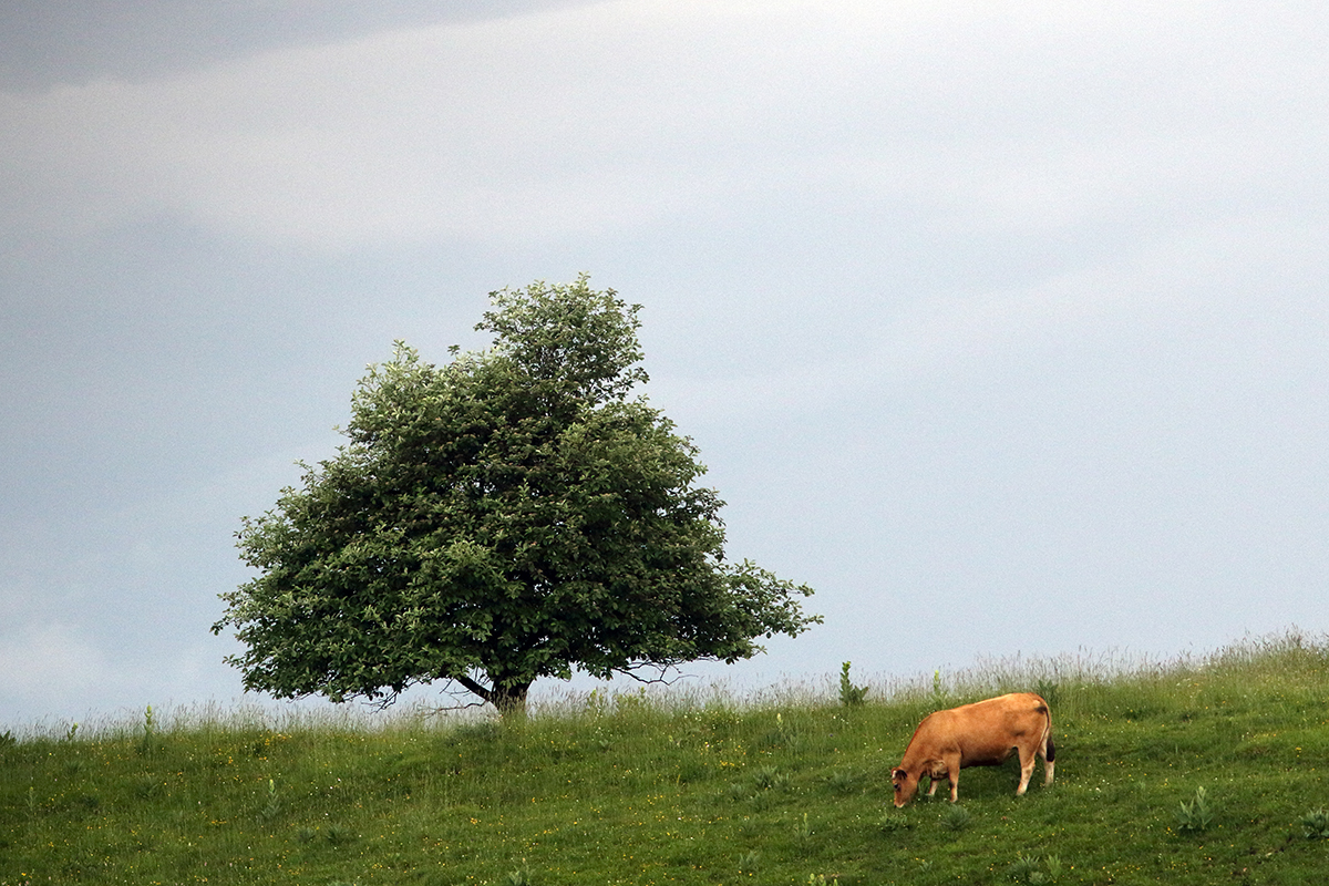 vache jura