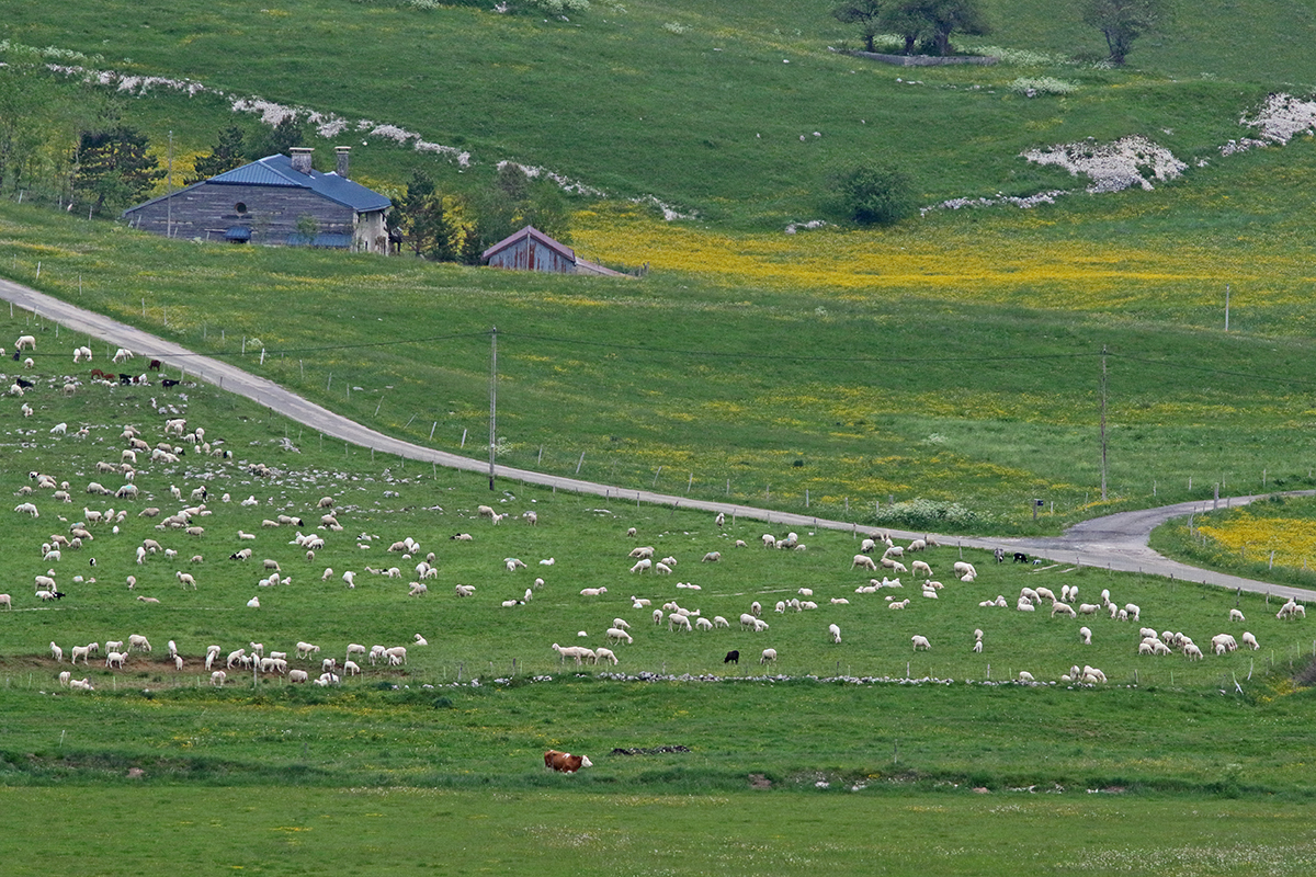 la pesse jura