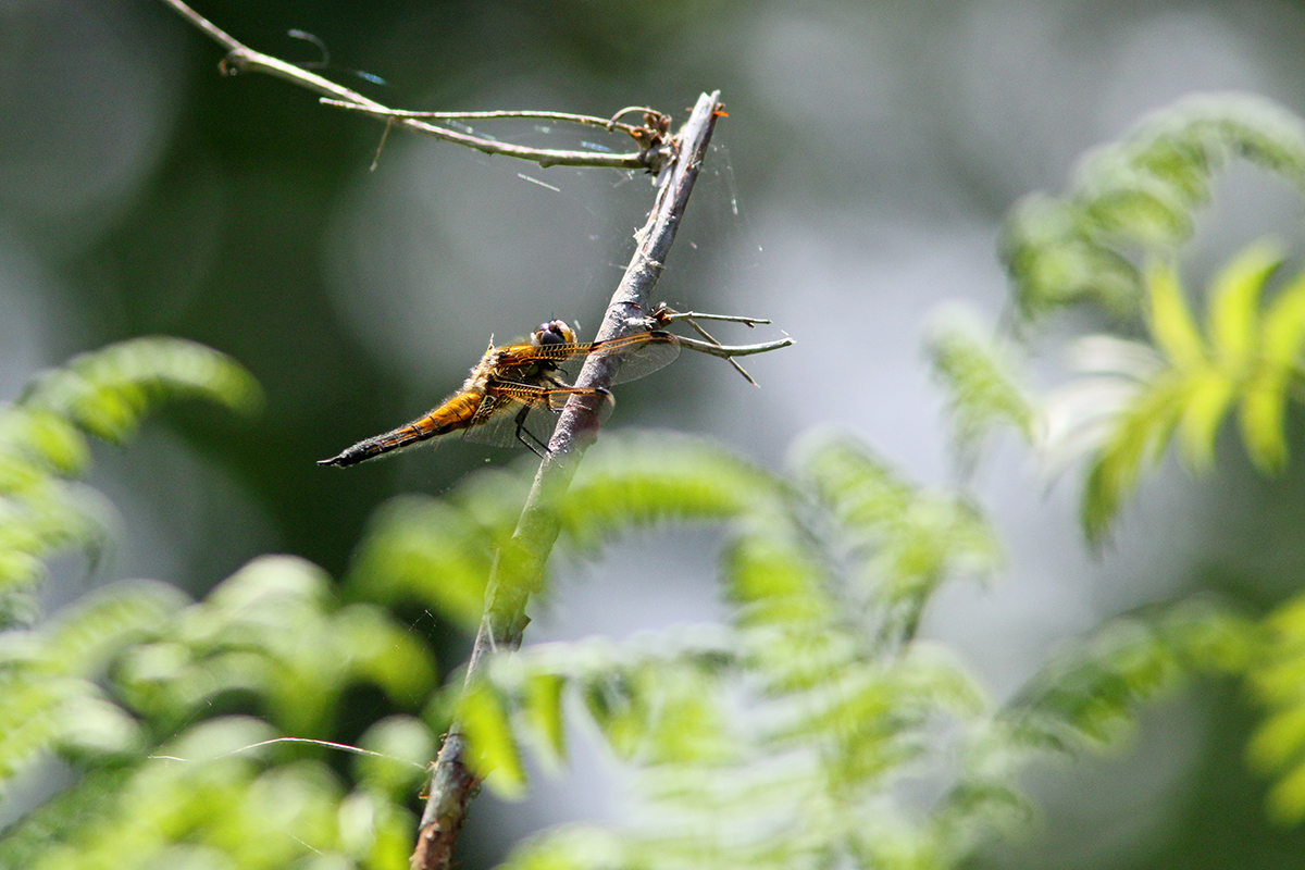 libellule à 4 taches Libellula quadrimaculata