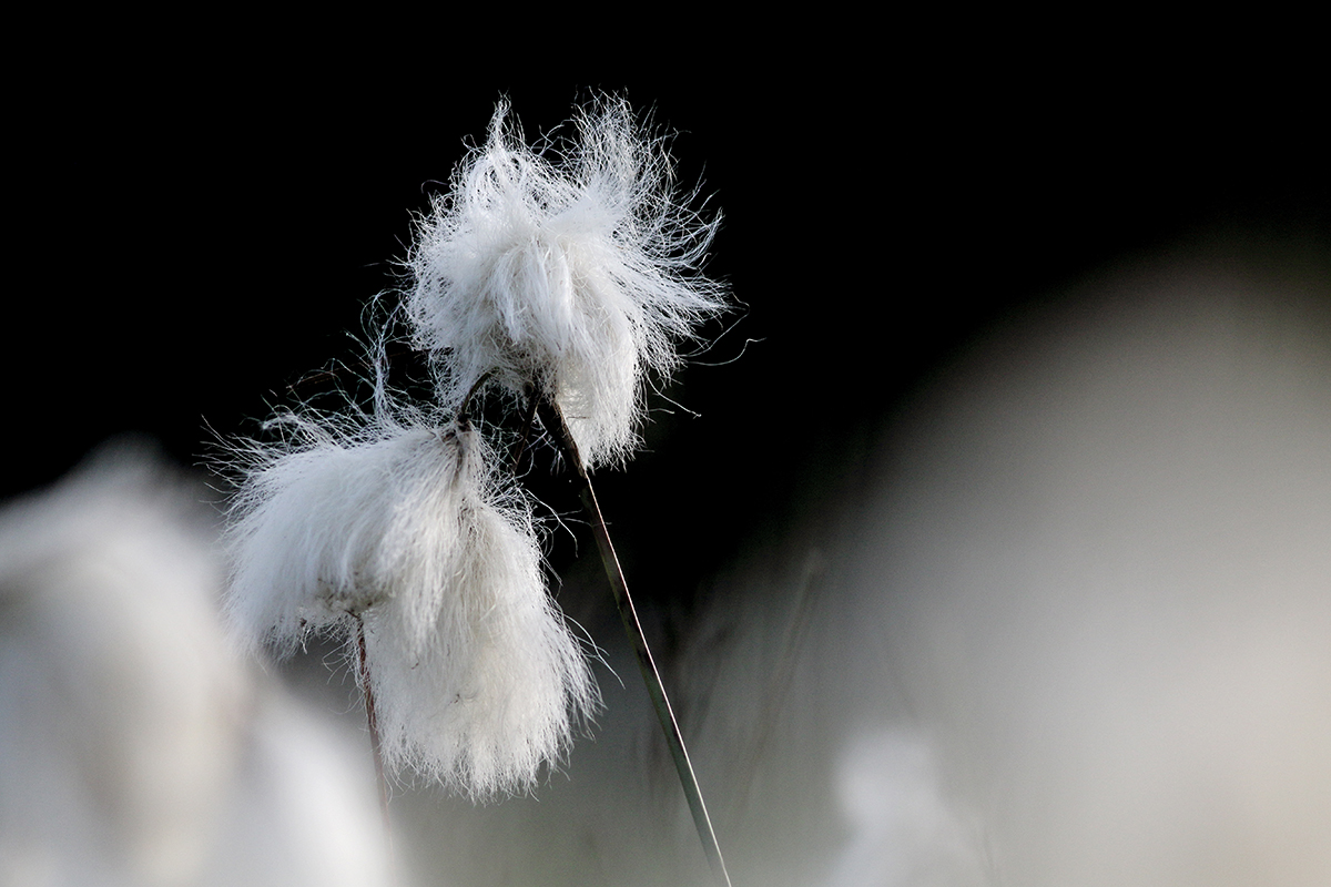 linaigrette