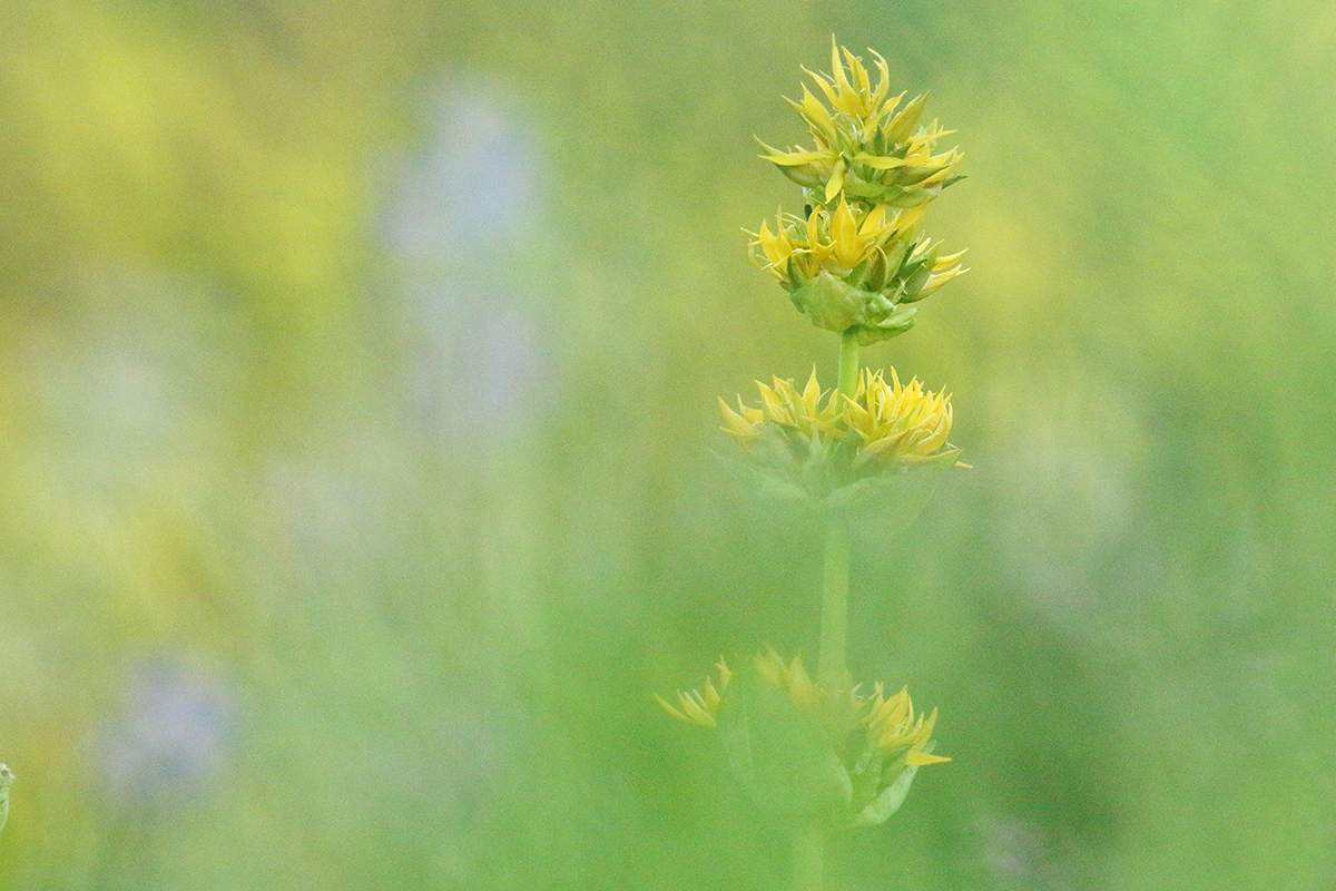 gentiane jaune jura