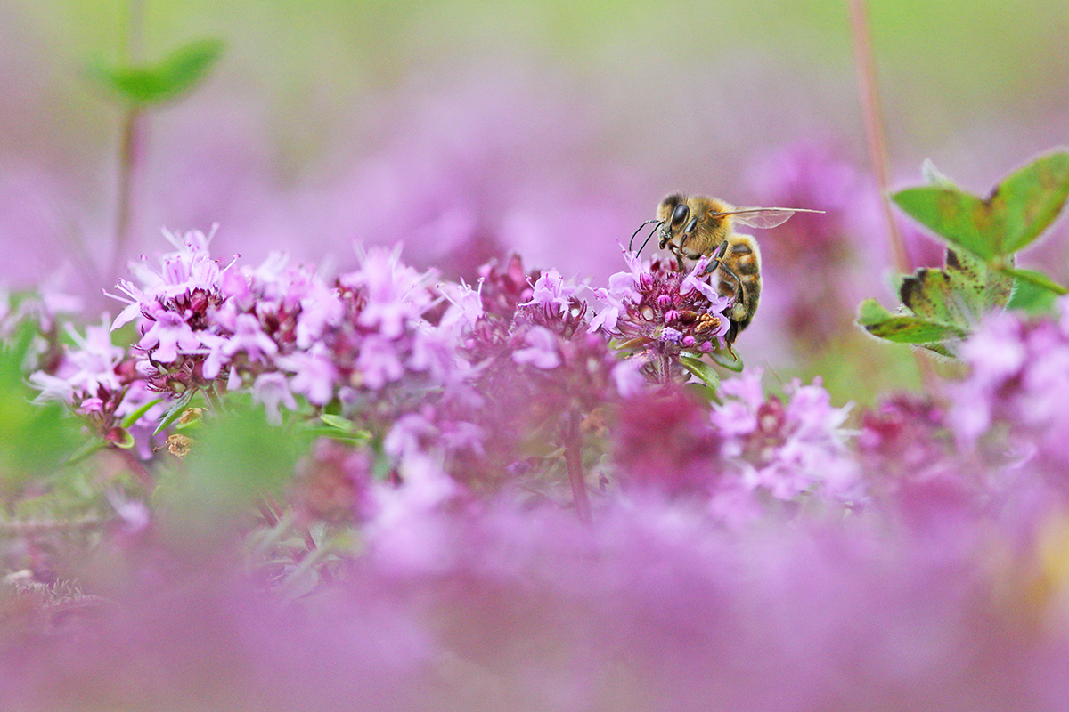 abeille butine serpolet