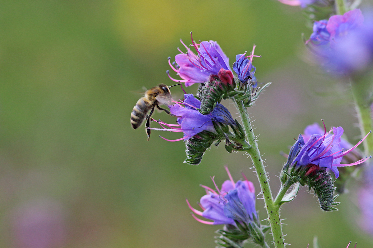 abeille butine vipérine