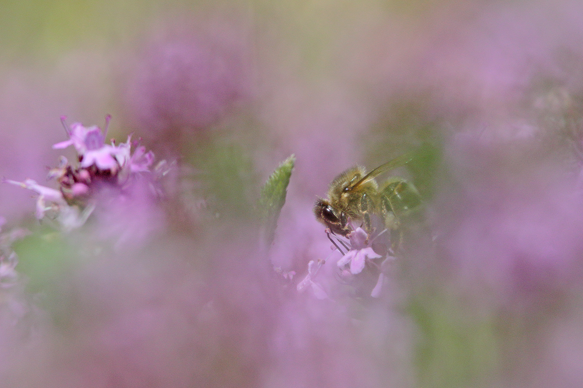 abeille butine serpolet