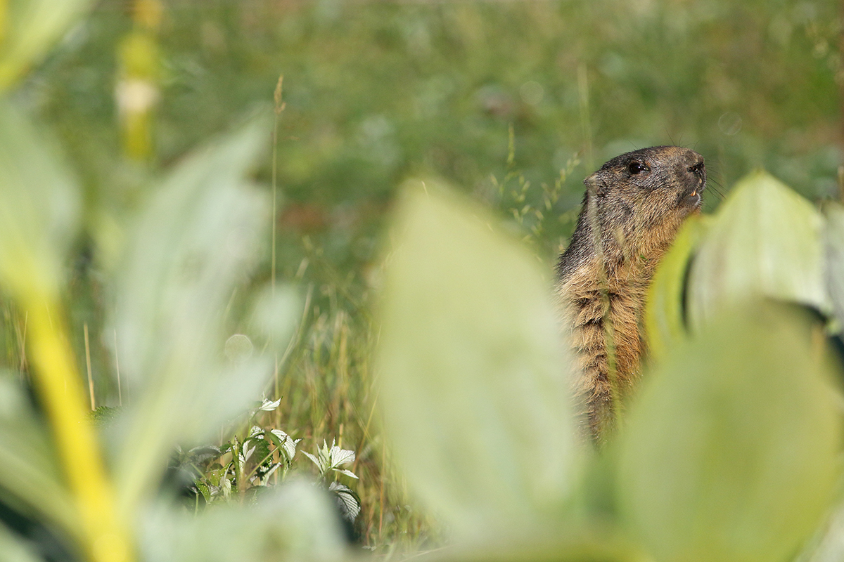 marmotte jura