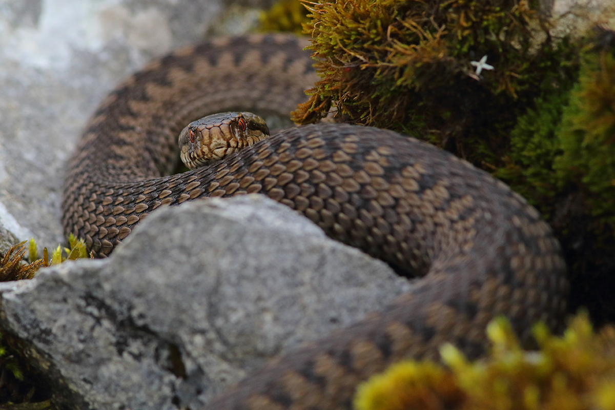 vipère péliade jura tourbière