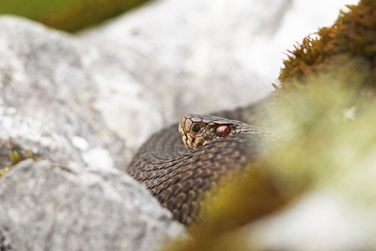 vipère péliade jura tourbière