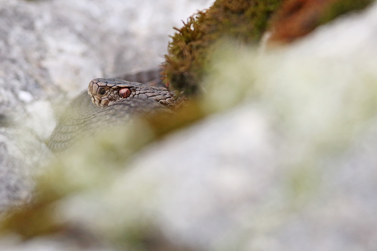 vipère péliade jura tourbière