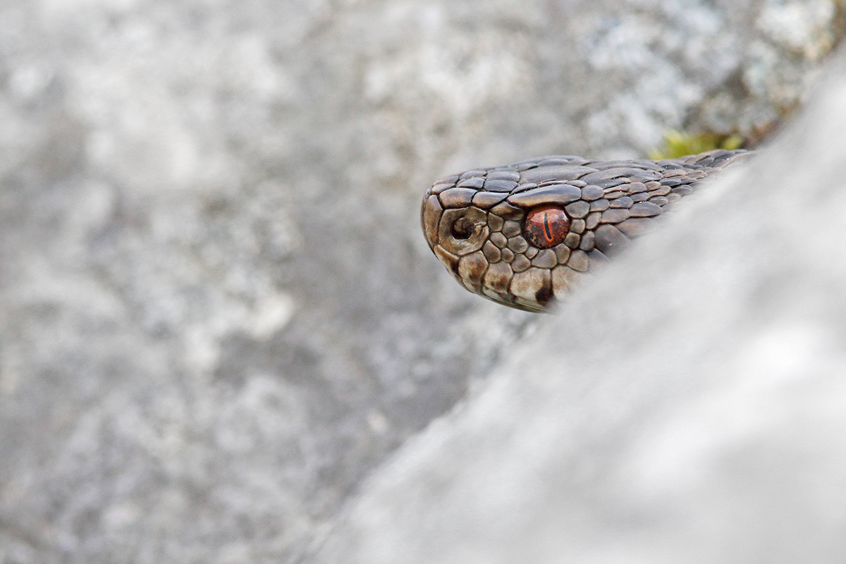 vipère péliade jura tourbière