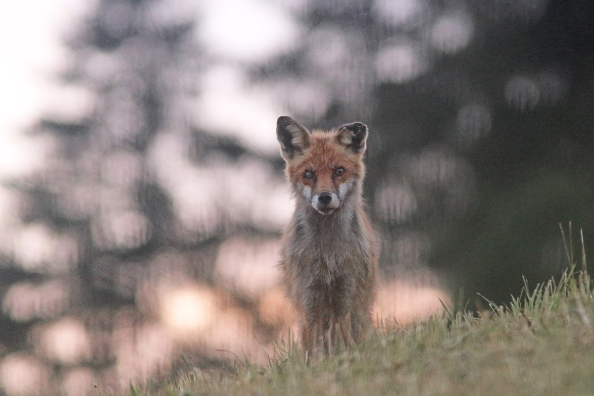 renard soir