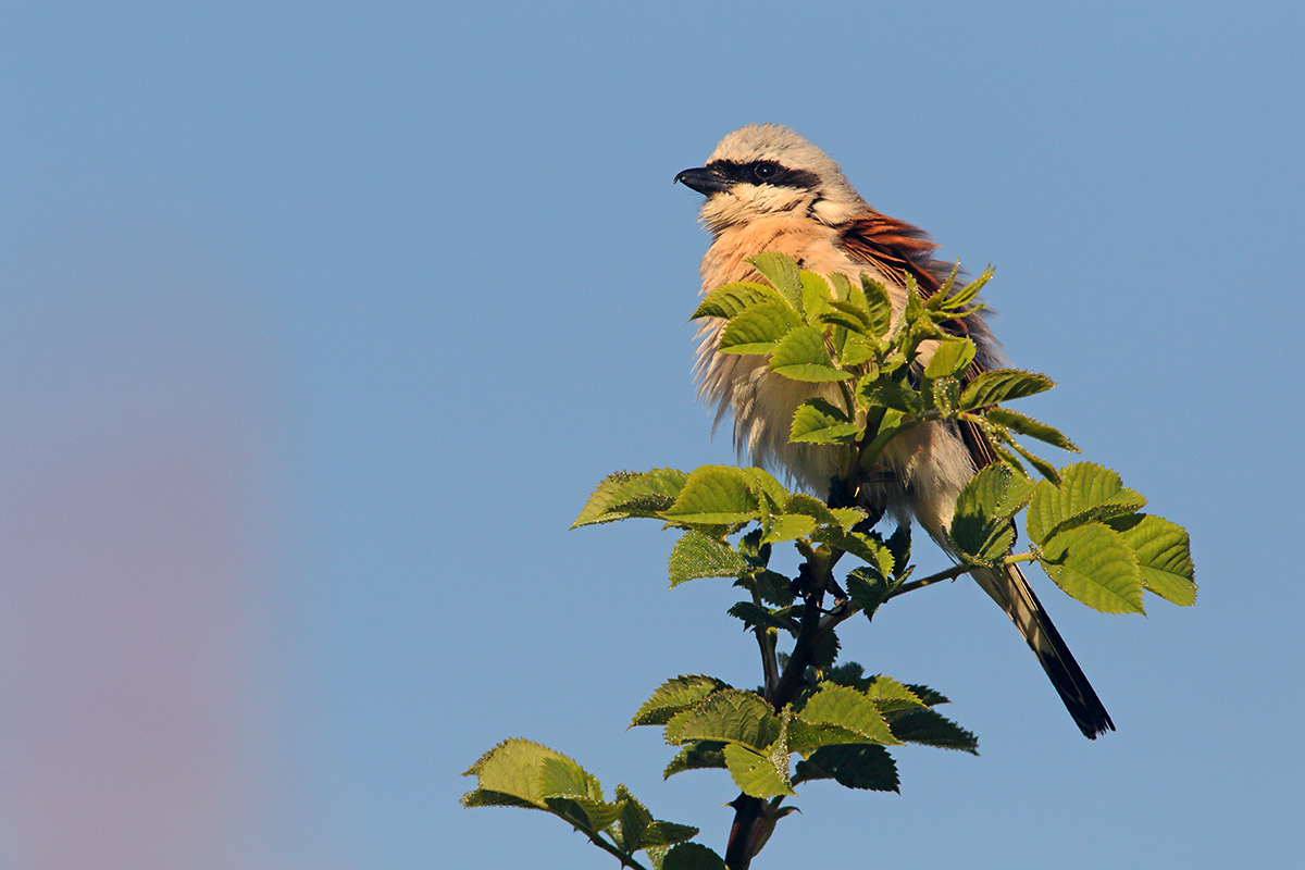 pie-grièche écorcheur jura