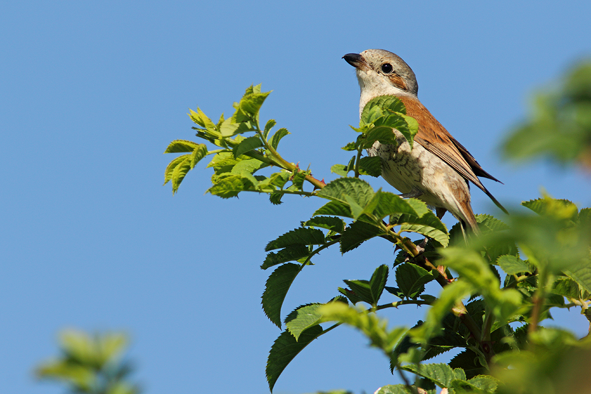 pie-grièche écorcheur jura